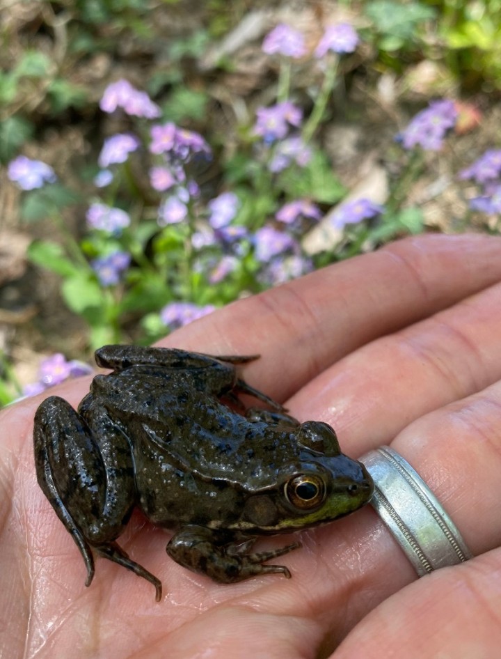 Green Frog